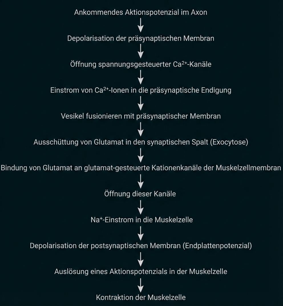 Flussdiagramm der Signalübertragung: vom Aktionspotenzial im Axon zur Muskelkontraktion